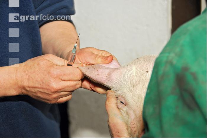 Schwein Narkose 1