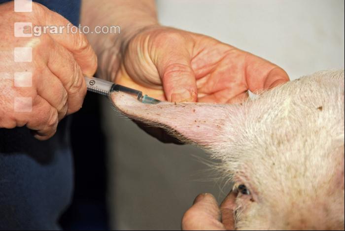 Schwein Narkose 2