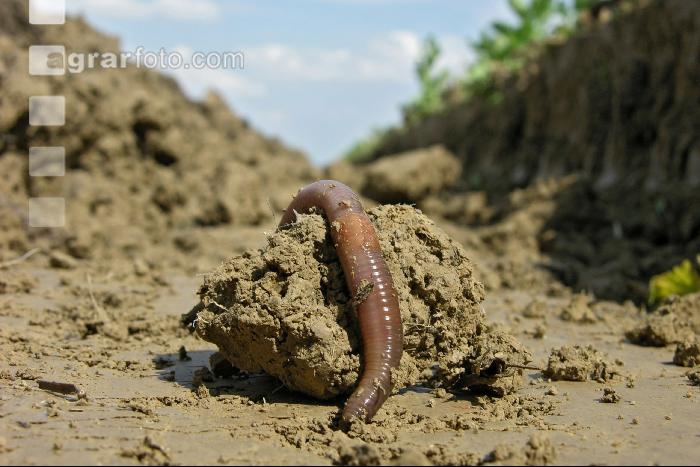 Wurm Pflugfurche 1