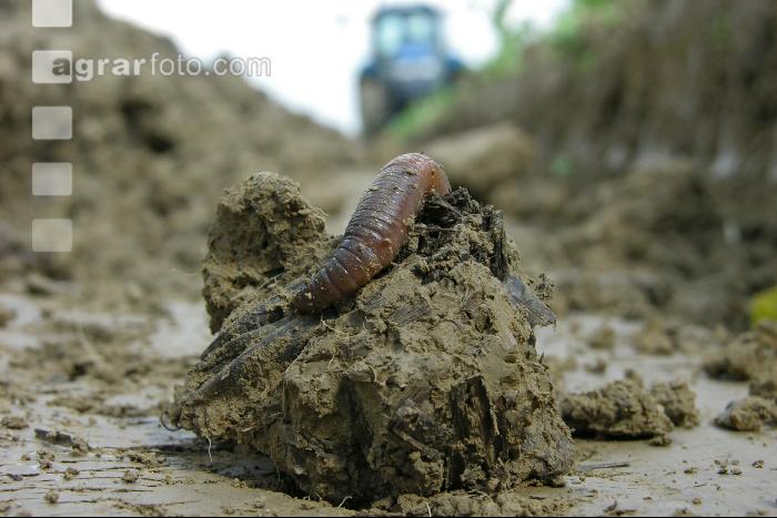 Wurm Pflugfurche 2