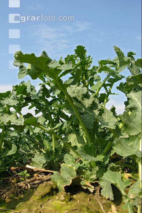 Raps Knospenbildung 14