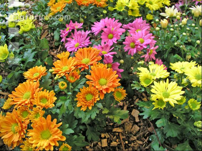 Chrysanthemen 1