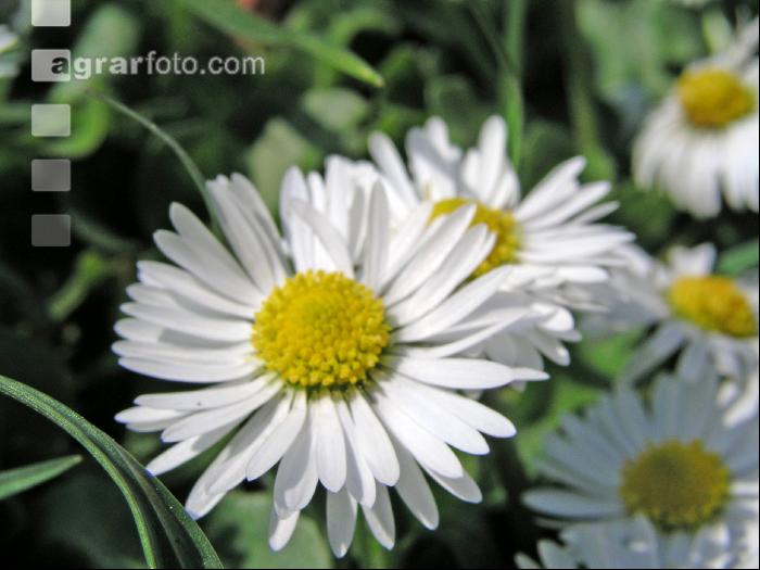 Gänseblümchen 1