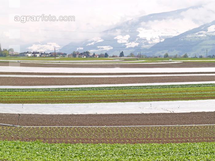 Gemüseanbau Tirol 2