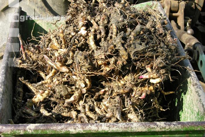Elefantengras Rhizom 3