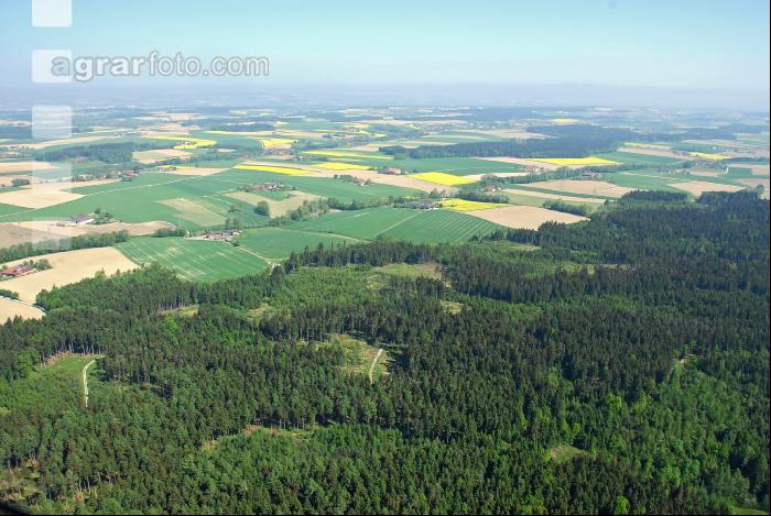 Mischwald Luft 1
