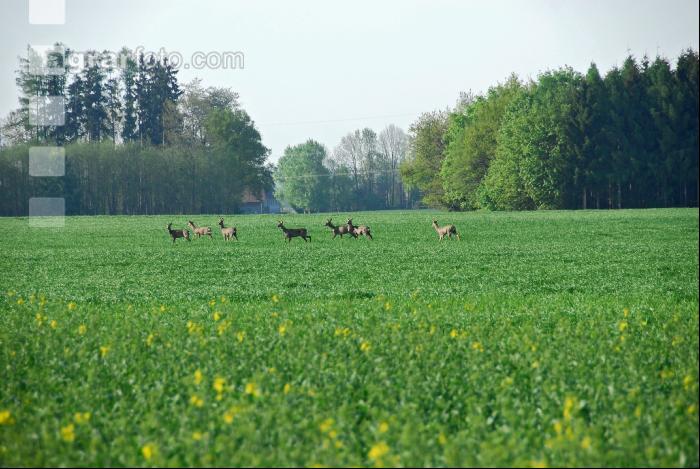 Rehe Raps 1