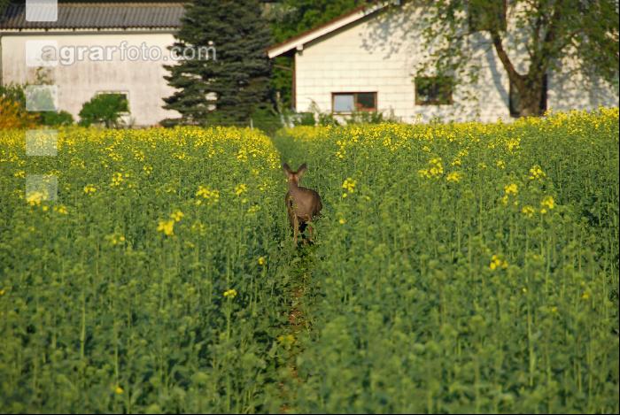 Rehe Raps 2