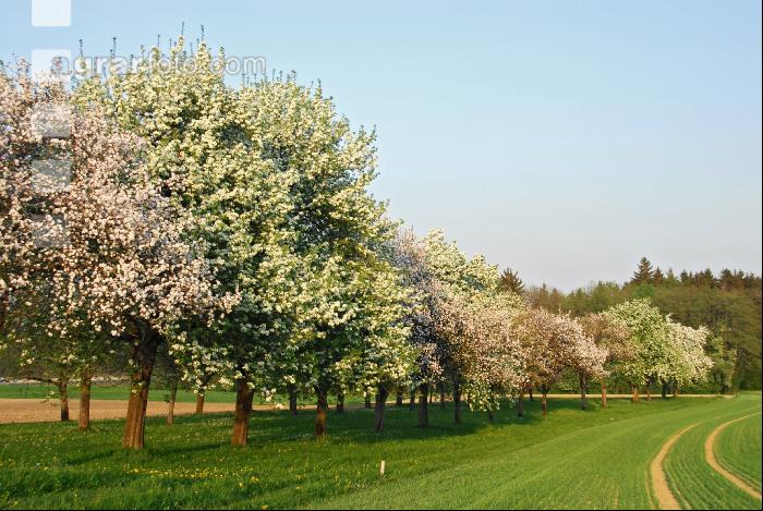 Mostobst Blüte 13