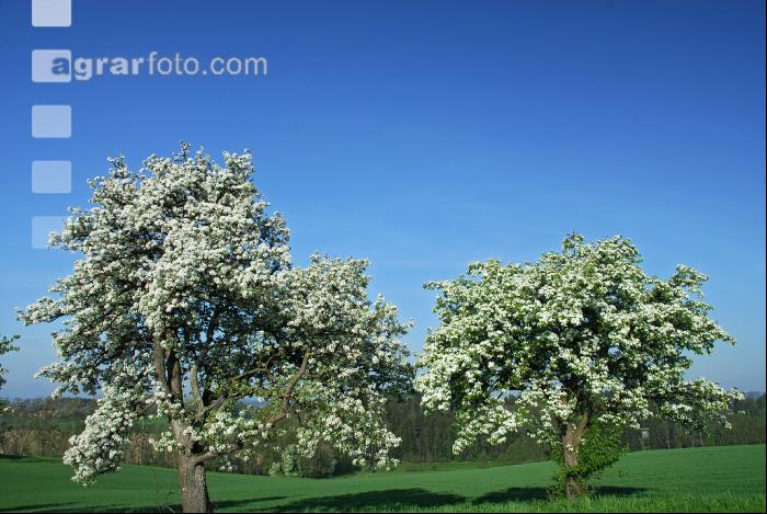 Mostobst Blüte 14
