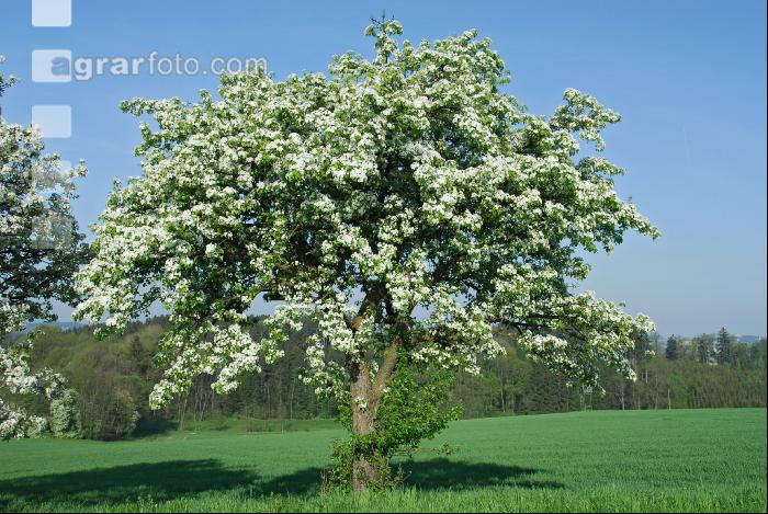 Mostobst Blüte 15