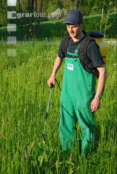 Ampfer bekämpfen 2