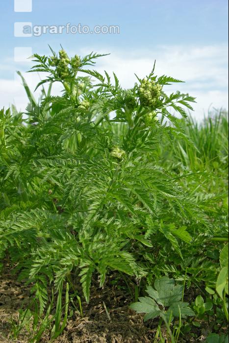 Wiesenkerbel jung 1