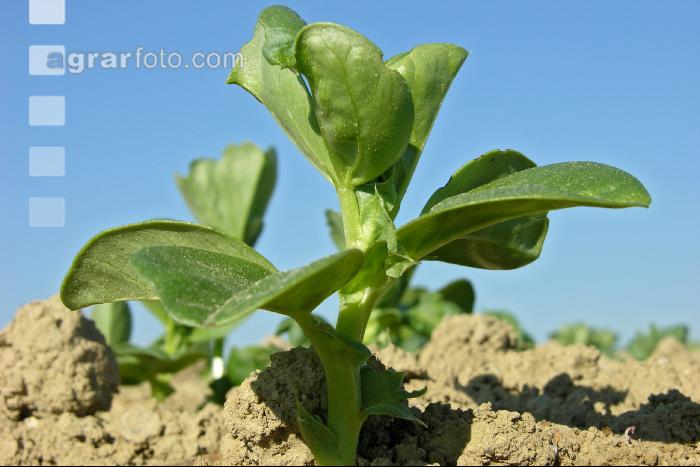 Ackerbohne 4 Blatt 5