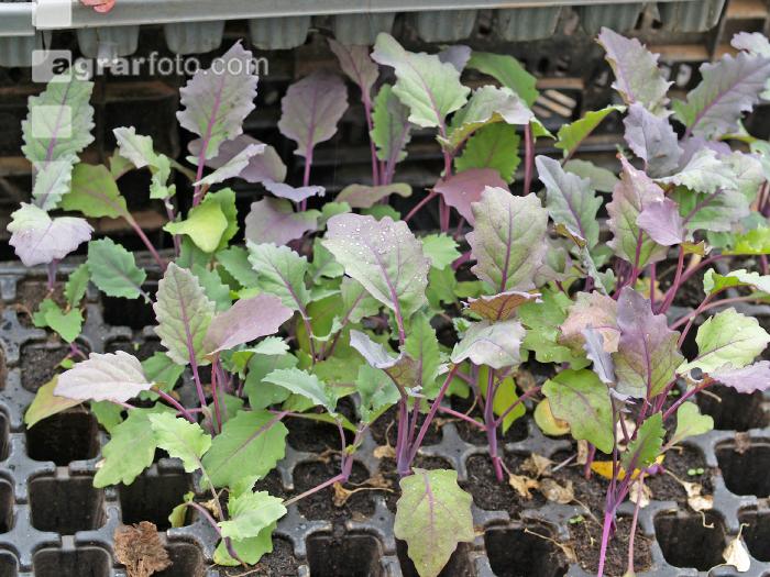 Kohlrabipflanzen