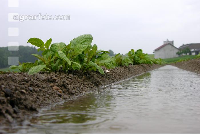 Kartoffel Hochwasser 3