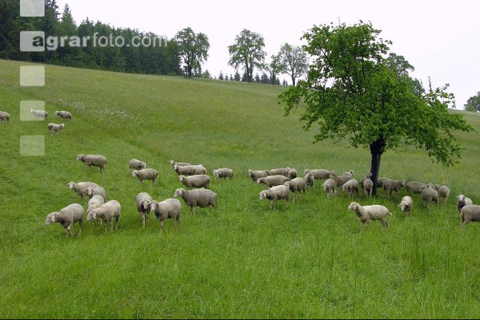 Regen Schafe 1