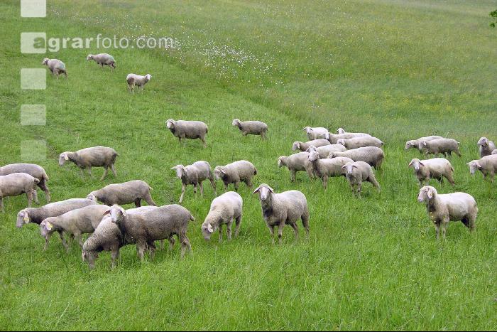 Regen Schafe 3