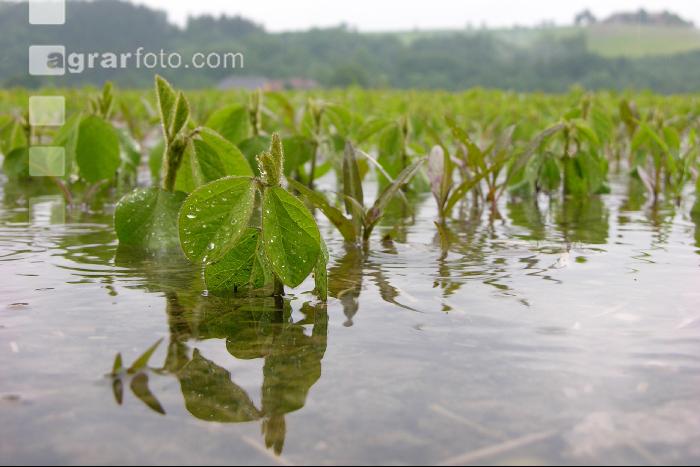 Soja Wasser 2