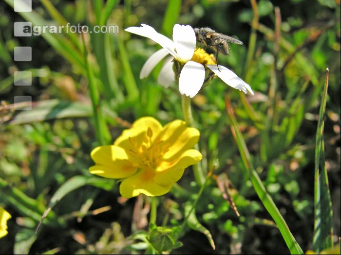 Alpenblumen