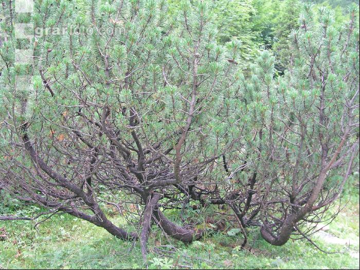 Bergkiefer
