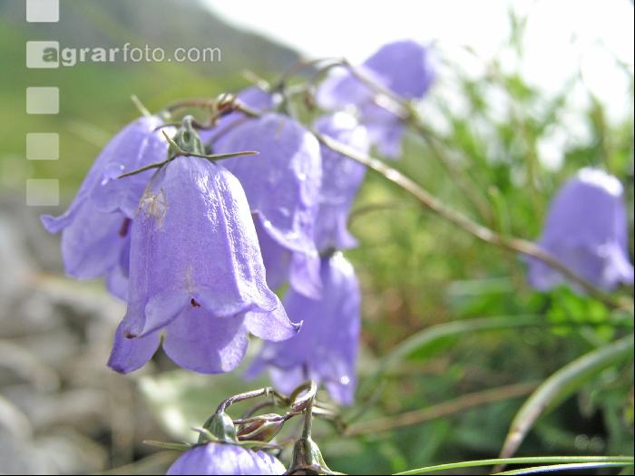 Zierliche Glockenblume 2