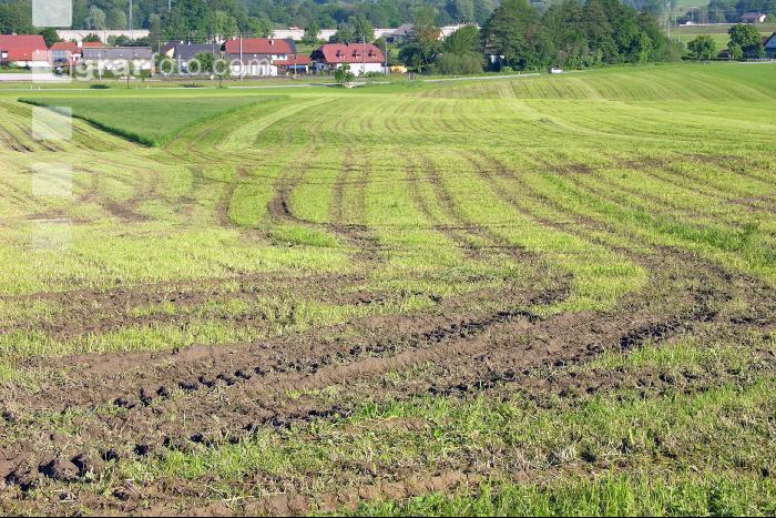 Spurschäden Wiese 1