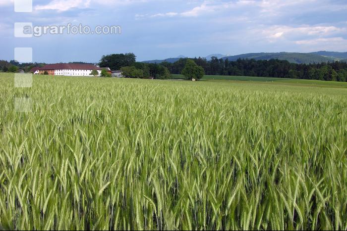 Triticale Blüte 1