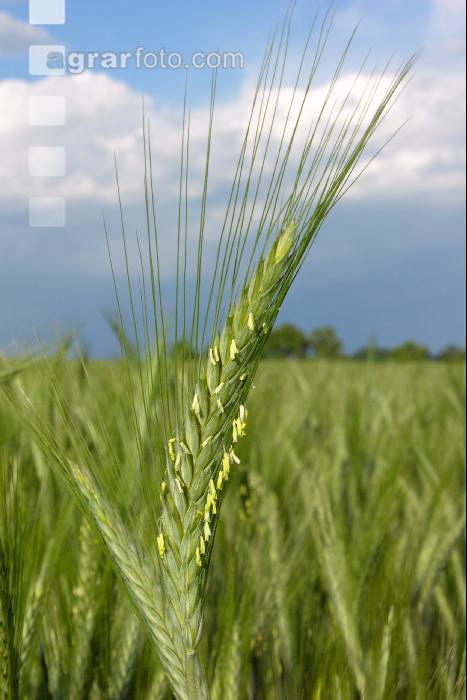 Triticale Blüte 2