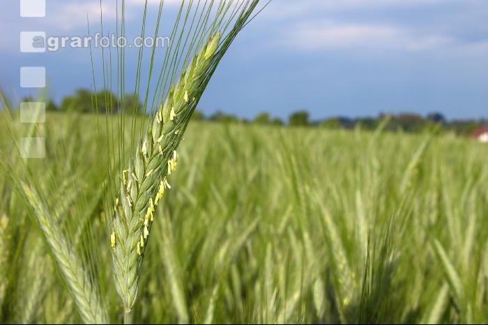 Triticale Blüte 3