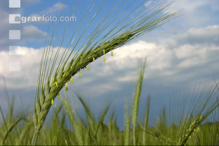 Triticale Blüte 4