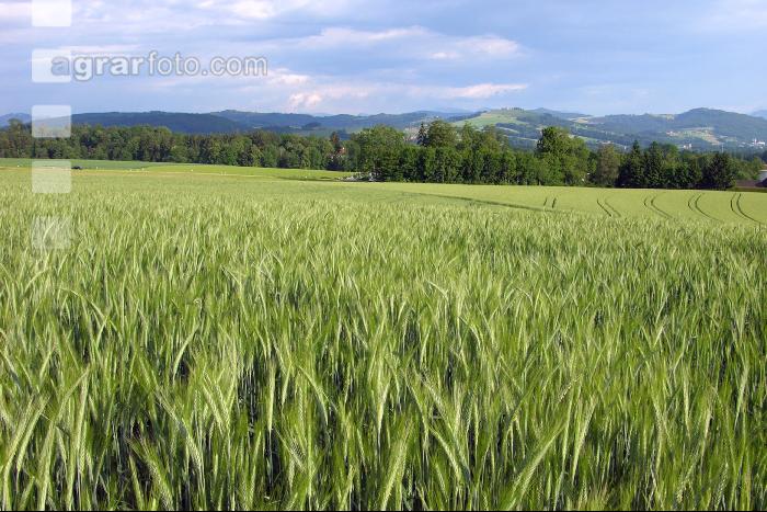 Triticale Blüte 19