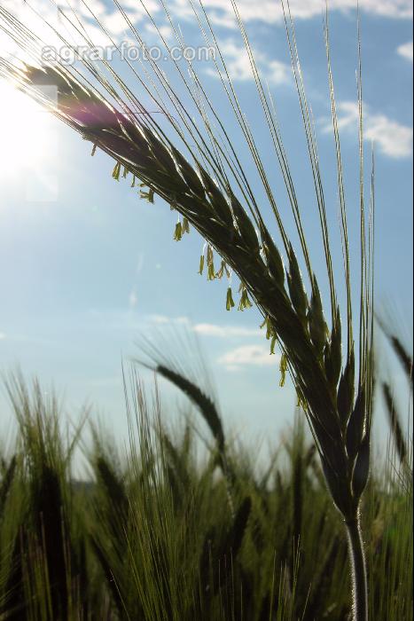 Triticale Blüte 5
