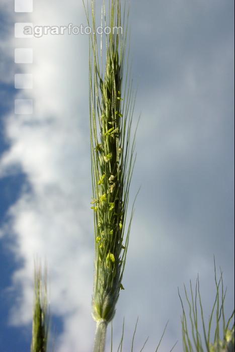 Triticale Blüte 7