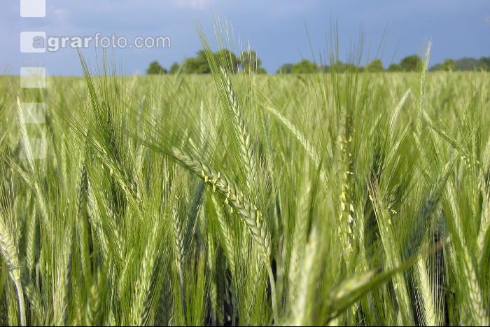 Triticale Blüte 9