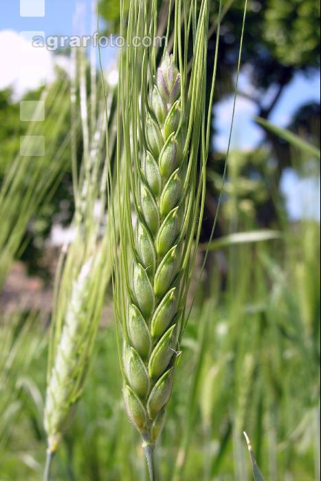 Einkorn