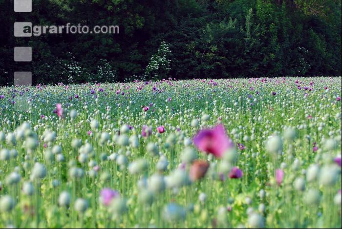 Stimmung Mohnfeld 2