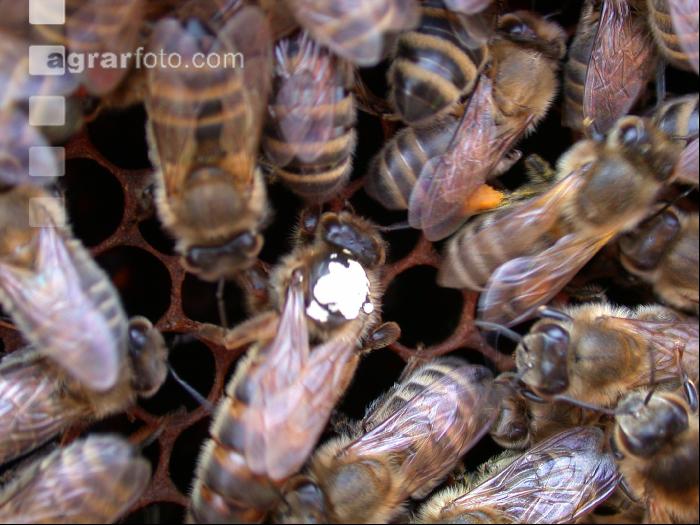 Bienenkönigin 2