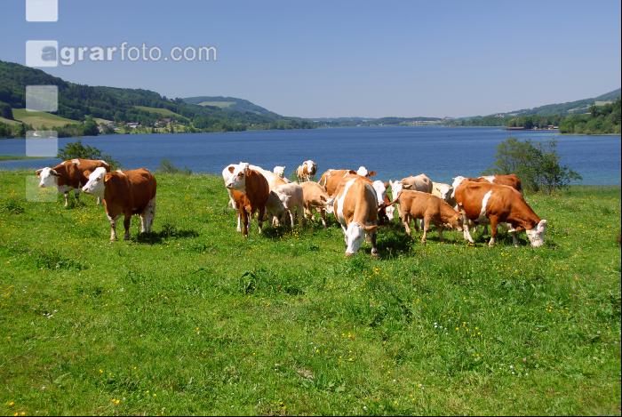 Rinder am See 05