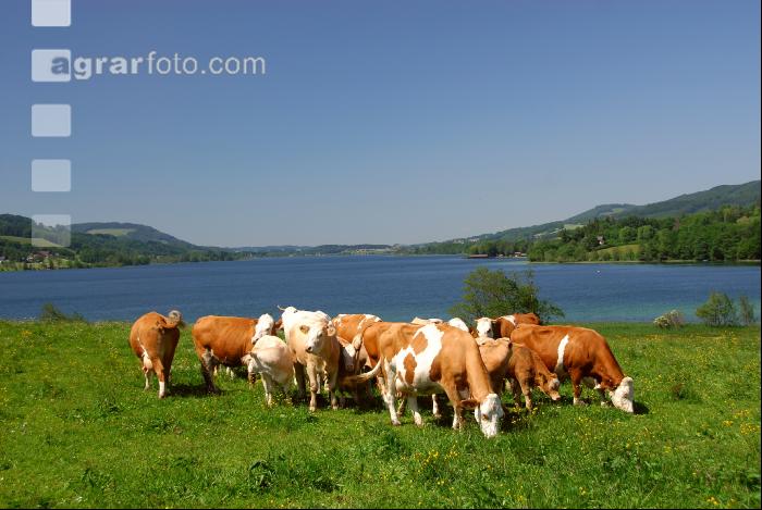 Rinder am See 06