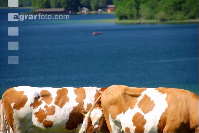 Rinder am See 09