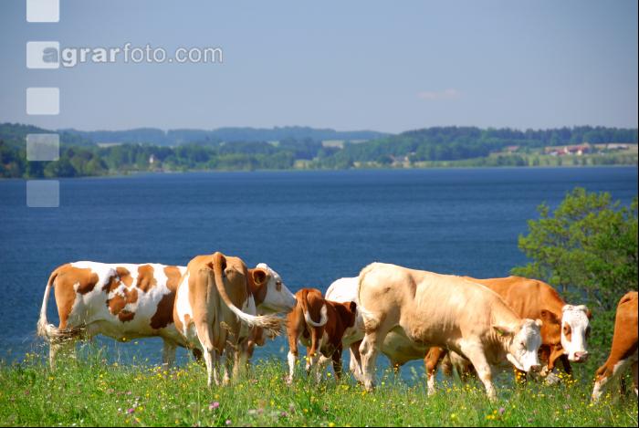 Rinder am See 03