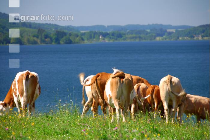 Rinder am See 02