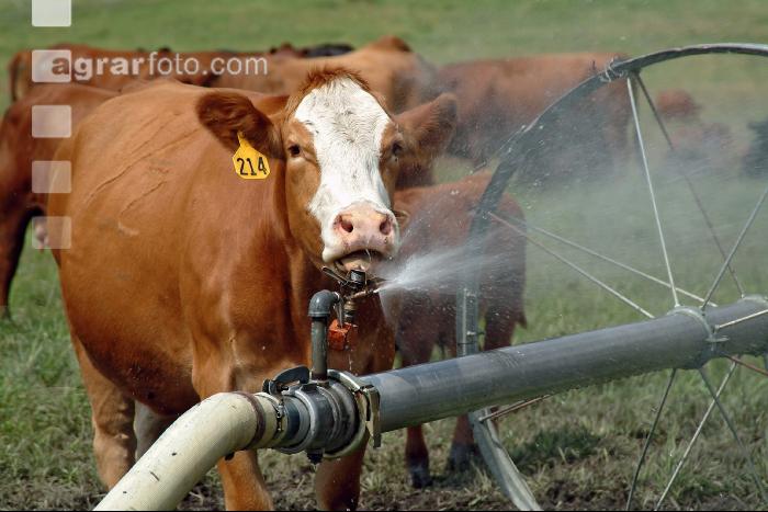 Amerika Cattle 03