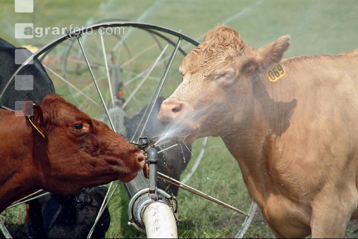 Amerika Cattle 04