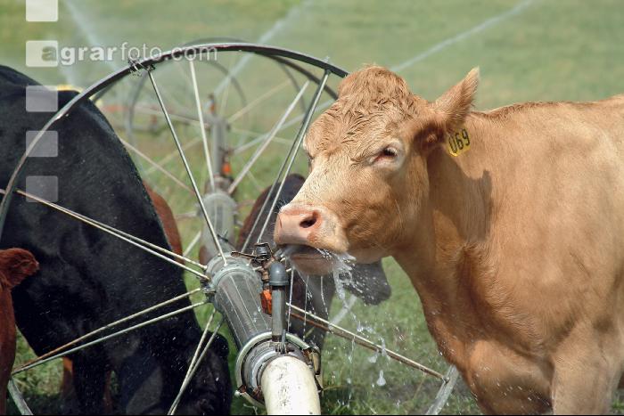 Amerika Cattle 05