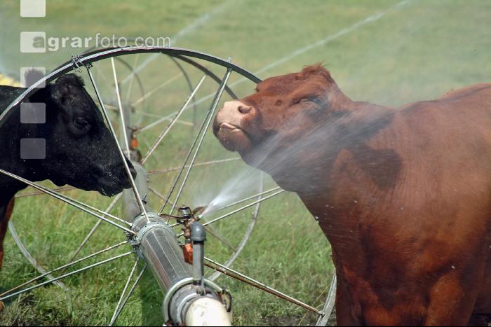 Amerika Cattle 06