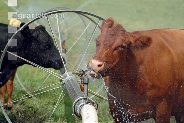Amerika Cattle 08