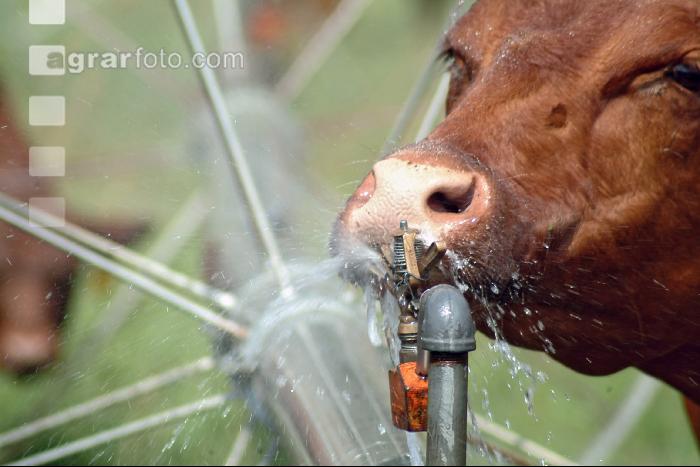 Amerika Cattle 09