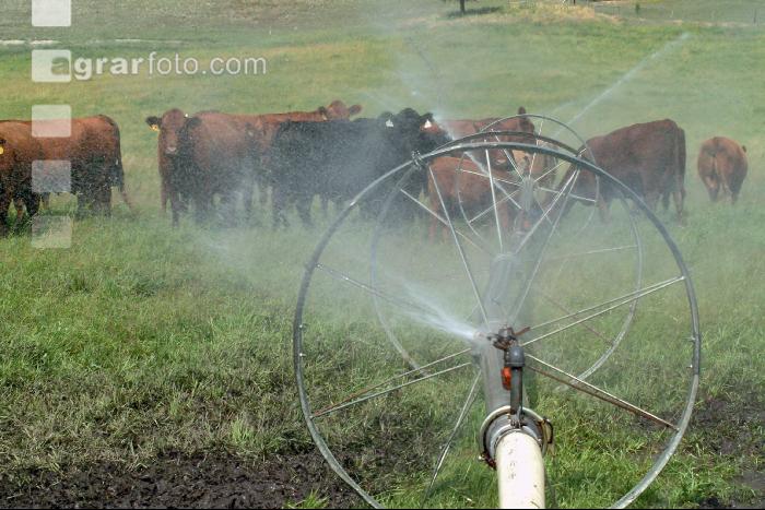 Amerika Cattle 10